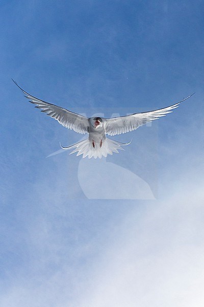 Arctic Tern (Sterna paradisaea), adult in flight seen from below, Southern Peninsula, Iceland stock-image by Agami/Saverio Gatto,