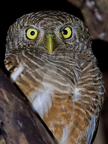Koekoeksdwerguil, Asian Barred Owlet stock-image by Agami/Alex Vargas,