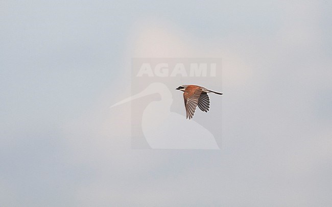 Red-backed Shrike (Lanius collurio) male in flight at Hyllekrog, Denmark stock-image by Agami/Helge Sorensen,