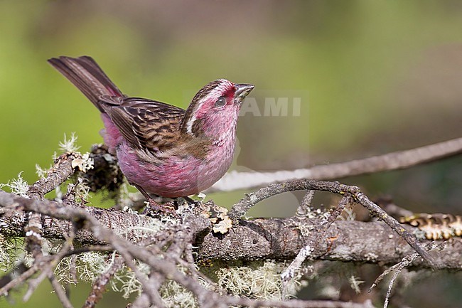 Male Chinese White-browed Rosefinch (Carpodacus dubius) sitting alert on a branch in China. stock-image by Agami/Dubi Shapiro,