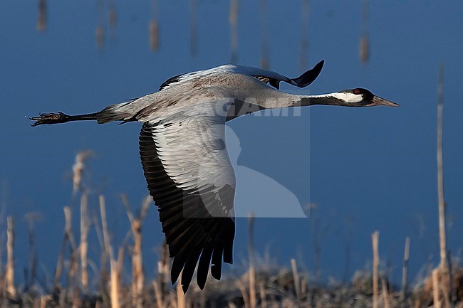 Common Crane (Grus grus), side view of flying adult against blue water as background stock-image by Agami/Kari Eischer,