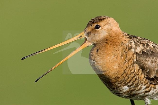 Mannetje Grutto zittend op paal; Male Black-tailed Godwit standing on pole stock-image by Agami/Arie Ouwerkerk,