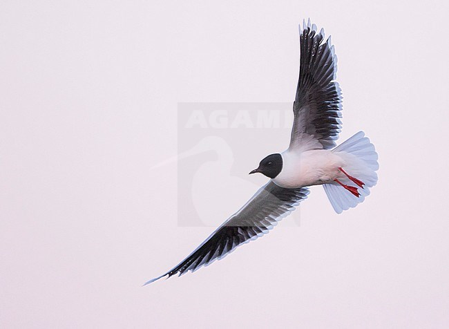 Little Gull - Zwergmöwe - Hydrocoloeus minutus, Russia (Tscheljabinsk), adult stock-image by Agami/Ralph Martin,