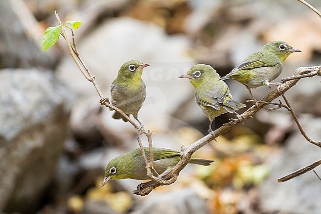 Several Abyssinian White-eyes (Zosterops abyssinica) perched on a horizontal branch in Oman. Group attacking a Puff adder (not shown of photo). Also known as White-breasted white-eye. stock-image by Agami/Ralph Martin,