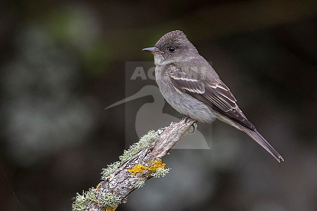 Oostelijke bospiewie; Eastern Wood Pewee stock-image by Agami/Daniele Occhiato,