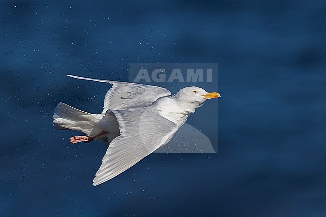 Adult summer plumaged Glaucous Gull (Larus hyperboreus leuceretes) during late spring on Iceland with sea in the background. Shaking water from its feathers. stock-image by Agami/Daniele Occhiato,