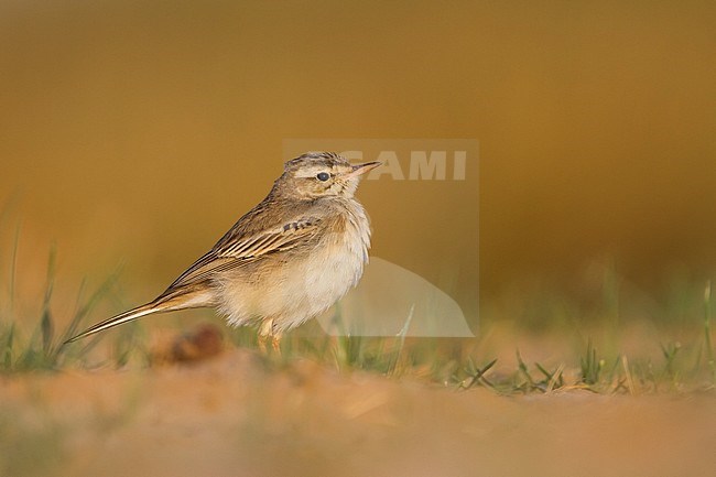 Tawny Pipit - Brachpieper - Anthus campestris, Oman stock-image by Agami/Ralph Martin,