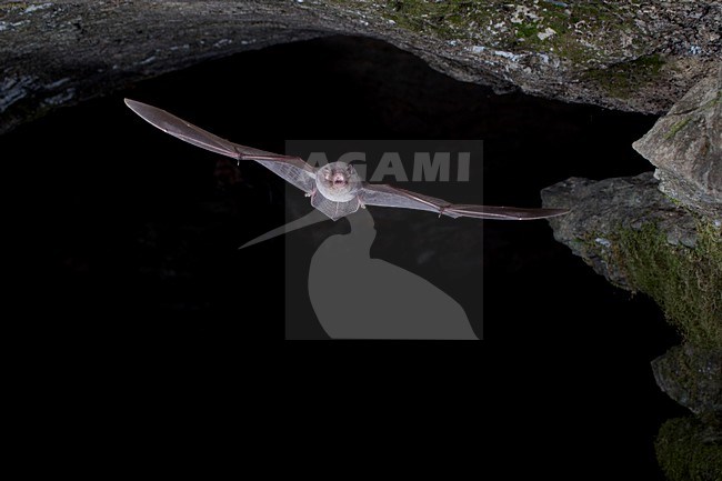 Schreibers vleermuis vliegend, Schreibers' bat flying, stock-image by Agami/Theo Douma,