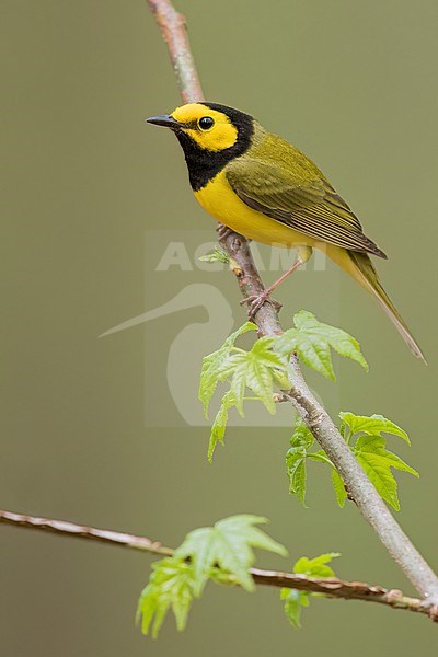 Hooded Warbler (Setophaga citrina) Perched on a branch in USA stock-image by Agami/Dubi Shapiro,