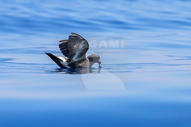 European Storm Petrel (Hydrobates pelagicus melitensis), individual in catching food on the water surface stock-image by Agami/Saverio Gatto,