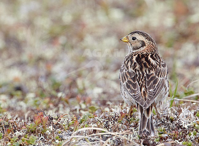 IJsgors in broedgebied; Lapland Longspur at breeding site stock-image by Agami/Markus Varesvuo,