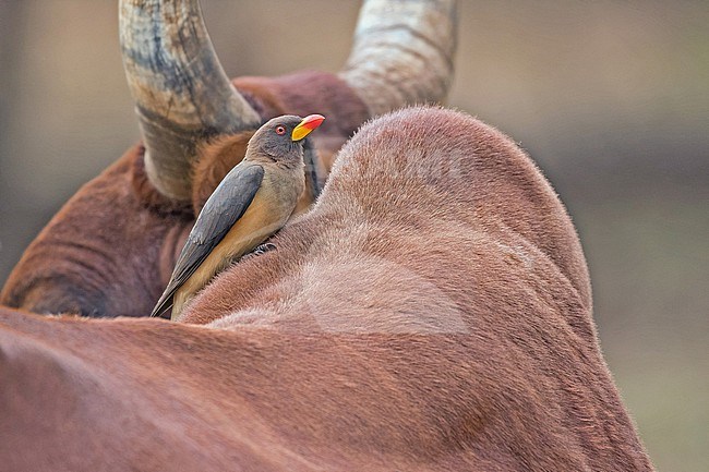 Yellow-billed Oxpecker (Buphagus africanus) in Cameroon. Perched on a domestic cow. stock-image by Agami/Pete Morris,