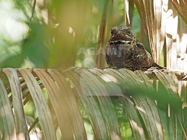 Andaman nightjar (Caprimulgus andamanicus) on the Andaman islands off India. stock-image by Agami/James Eaton,