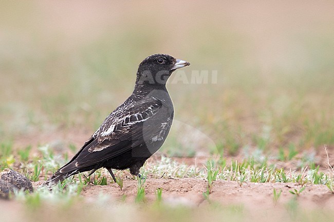 Black Lark; Melanocorypha yeltoniensis stock-image by Agami/Daniele Occhiato,