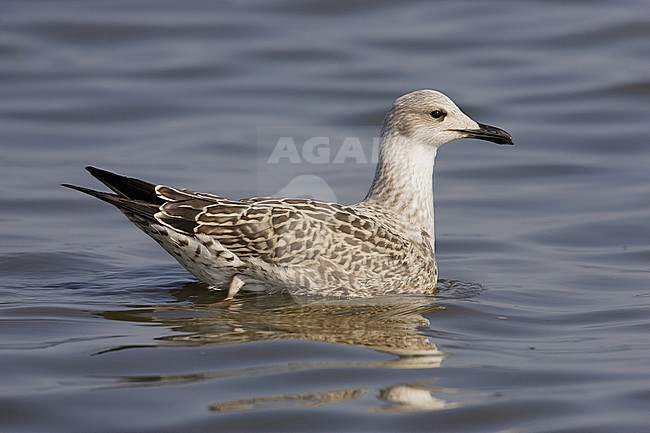Kleine Mantelmeeuw, Lesser Black-backed Gull, Larus fuscus stock-image by Agami/Arie Ouwerkerk,