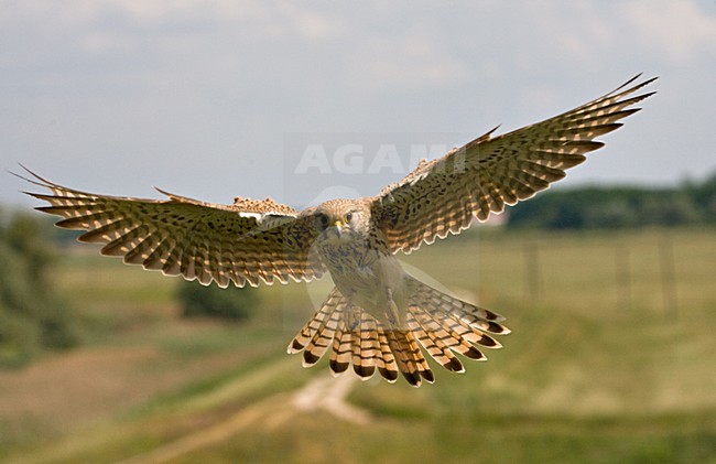 Vrouwtje Torenvalk vliegend naar nest; Female Common Kestrel flying towards its nest stock-image by Agami/Marc Guyt,