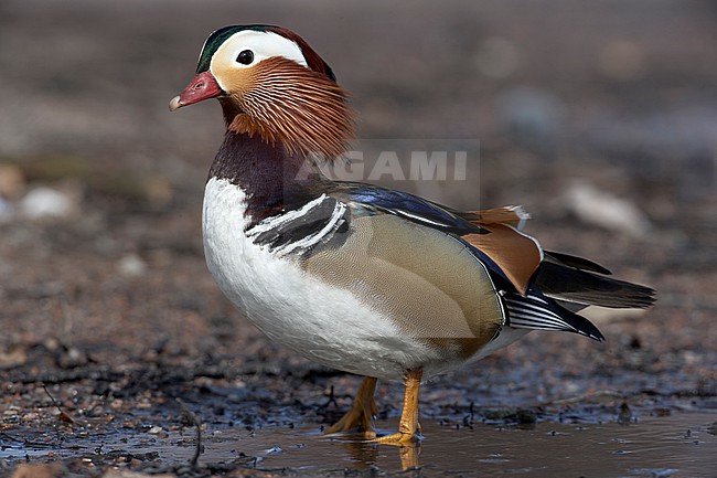 Mandarin Duck (Aix galericulata) Helsinki Finland April 2006 stock-image by Agami/Markus Varesvuo,
