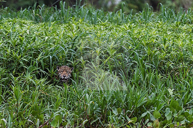 A Jaguar, Panthera onca, hiding in tall grass along the Cuiaba River. Mato Grosso Do Sul State, Brazil. stock-image by Agami/Sergio Pitamitz,