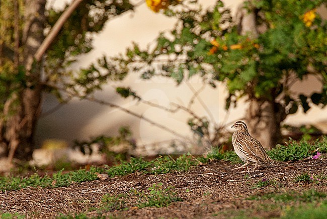 Common Quail (Coturnix coturnix) during spring migration in Eilat, Israel. Walking right in the open in citypark. stock-image by Agami/Marc Guyt,