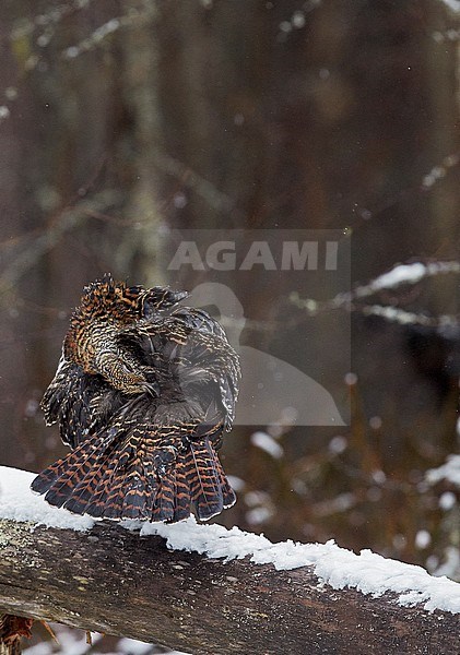 Vrouwtje Auerhoen, Western Capercaillie female stock-image by Agami/Markus Varesvuo,