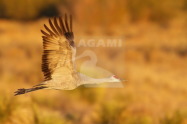 Sandhill Crane (Grus canadensis) flying at the Bosque del Apache wildlife refuge near Socorro, New Mexico, USA. stock-image by Agami/Glenn Bartley,