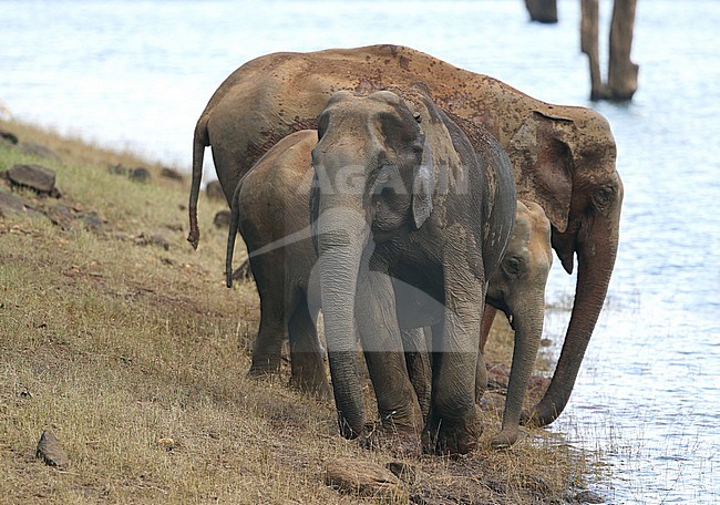 Asian Elephants (Elephas maximus indicus) in Periyar, Western Ghats, India. Trio drinking at a water hole. stock-image by Agami/James Eaton,