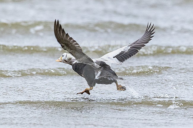  stock-image by Agami/Menno van Duijn,