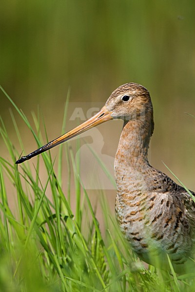 Grutto in weiland; Black-tailed Godwit in meadow stock-image by Agami/Marc Guyt,