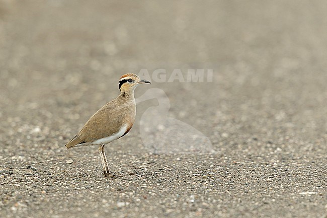 Temmincks Renvogel; Temmincks Courser; stock-image by Agami/Walter Soestbergen,