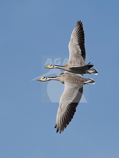 A pair of Bar-headed Geese (Anser indicus) in flight. Showing upper wings. Mongolia, Asia. stock-image by Agami/Markku Rantala,