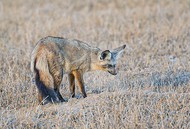 Bat-eared fox (Otocyon megalotis) in Tanzania. stock-image by Agami/Pete Morris,