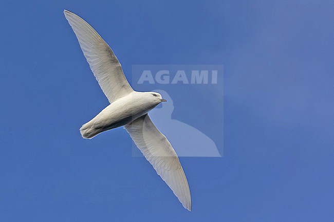 Snow Petrel (Pagodroma nivea) in flight at the southern Atlantic ocean near Antarctica. stock-image by Agami/Pete Morris,