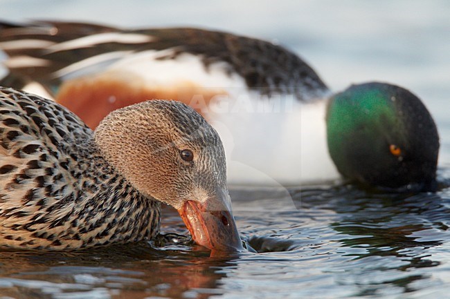 Paartje foeragerende Slobeenden; Pair of foraging Northern Shovelers stock-image by Agami/Markus Varesvuo,
