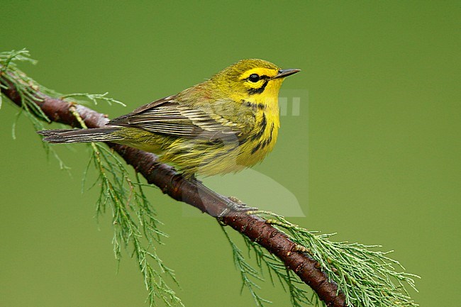 Mannetje Prairie zanger, Male Prairie Warbler stock-image by Agami/Brian E Small,