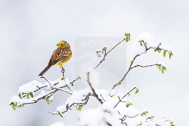 Adult male Yellowhammer (Emberiza citrinella citrinella) during cold winter in Germany. Perched in a snow covered small tree. stock-image by Agami/Ralph Martin,