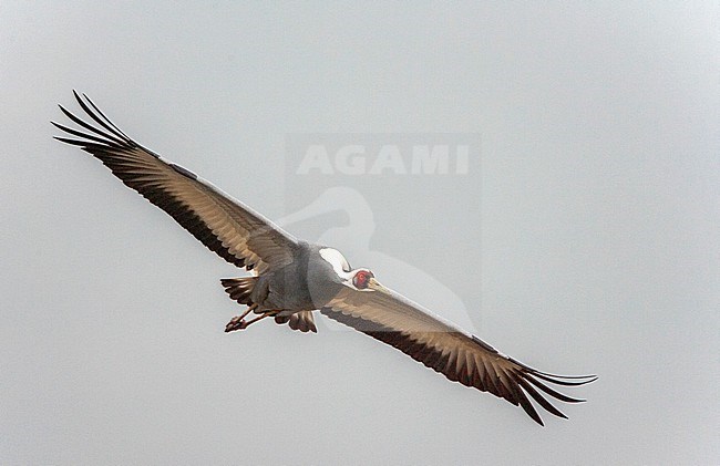 Wintering White-naped Crane (Antigone vipio) on the island Kyushu in Japan. In flight. stock-image by Agami/Marc Guyt,