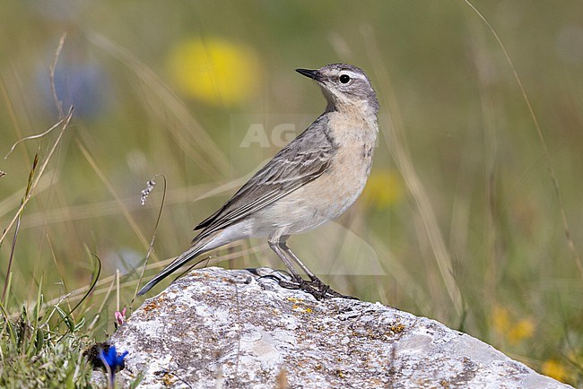 Water Pipit (Anthus spinoletta), adult standing on a rock., Abruzzo, Italy stock-image by Agami/Saverio Gatto,