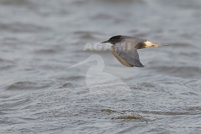 Black Tern (Chlidonias niger) in adult summer plumage in flight. stock-image by Agami/David Monticelli,