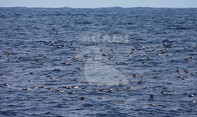 Grote Pijlstormvogel groep zittend op het water; Great Shearwater group sitting on the water stock-image by Agami/Marc Guyt,