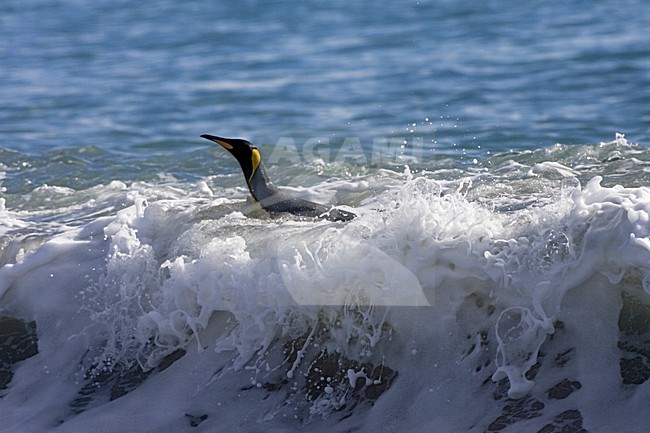 King Penguin adult swimming in the surf; KoningspinguÃ¯n volwassen zwemmend in de branding stock-image by Agami/Marc Guyt,