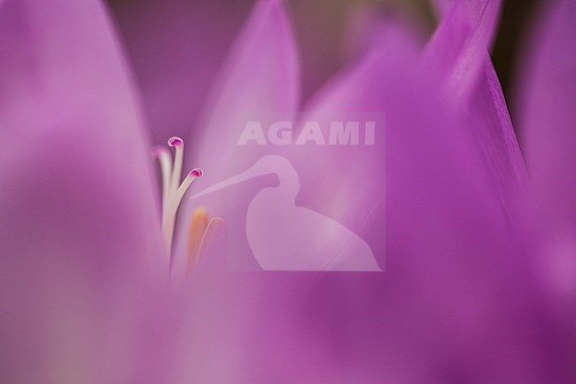 Byzantine Meadow Saffron flowers stock-image by Agami/Wil Leurs,