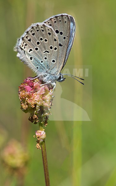Rustend tijmblauwtje / Resting Large Blue stock-image by Agami/Bas Mandos,