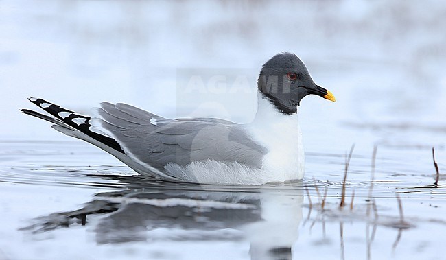 Sabine's Gull (Xema sabini) taken the 12/06/2022 at Barrow - Alaska - USA stock-image by Agami/Aurélien Audevard,