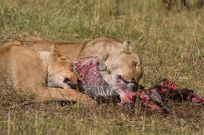 Two lionesses, Panthera leo, feeding on a zebra. Masai Mara National Reserve, Kenya, Africa. stock-image by Agami/Sergio Pitamitz,
