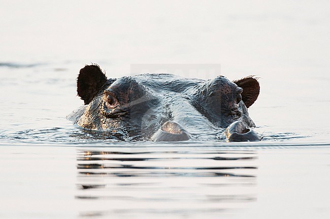 Portrait of a hippopotamus, Hippopotamus amphibius, submerged in a river. Chobe National Park, Botswana. stock-image by Agami/Sergio Pitamitz,