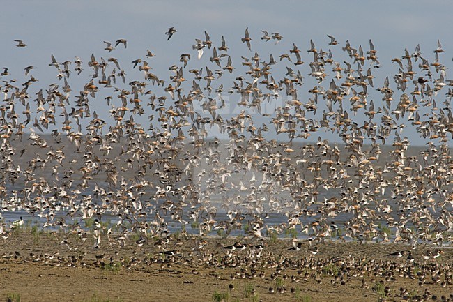 Curlew Sandpiper flock flying; Krombekstrandloper groep vliegend stock-image by Agami/Arnold Meijer,