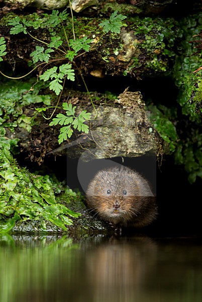 Woelrat bij water, European water vole near water stock-image by Agami/Danny Green,