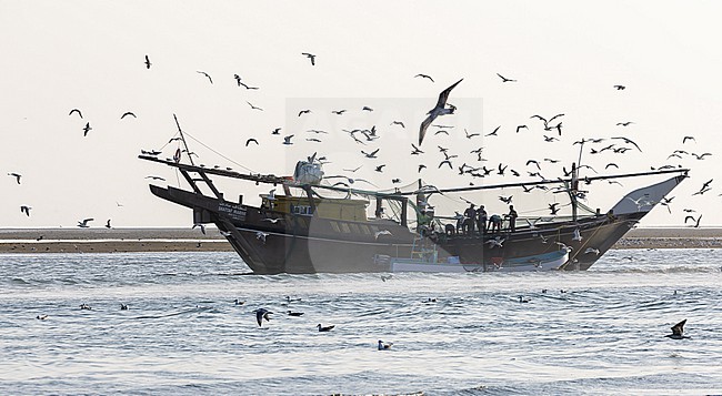 Fishing Boat with Gulls Barr al Hikman, Oman stock-image by Agami/Anja Nusse,