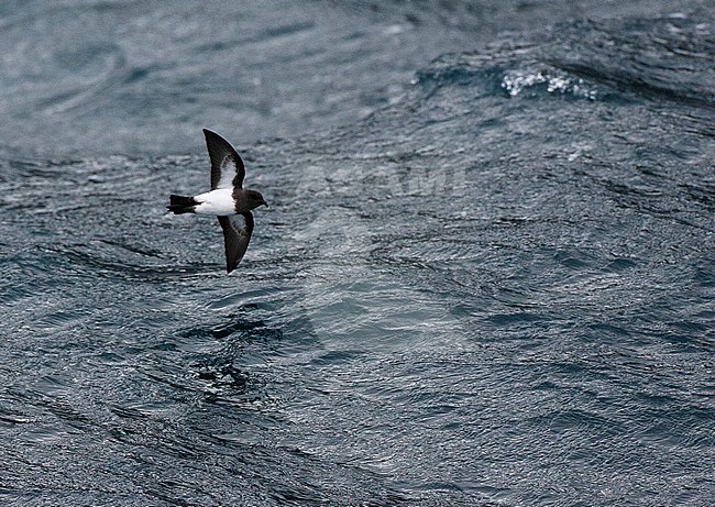 White-bellied Storm Petrel (Fregetta grallaria) at sea in the southern Atlantic ocean. stock-image by Agami/Marc Guyt,