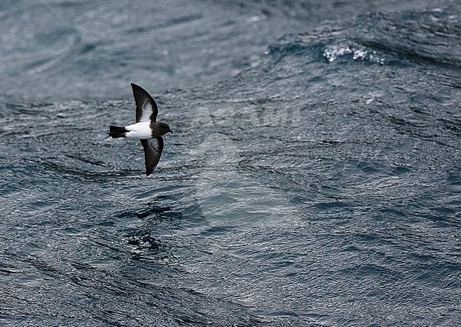 White-bellied Storm Petrel (Fregetta grallaria) at sea in the southern Atlantic ocean. stock-image by Agami/Marc Guyt,